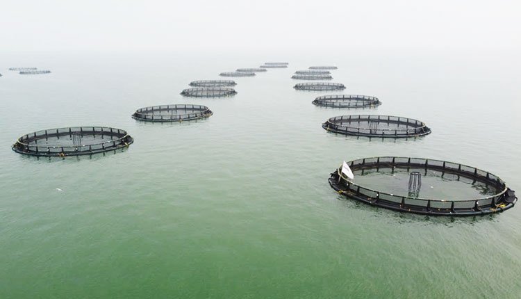 Hirakud Reservoir Achieves 87.4K MT Fish Production Over Five Years: Minister