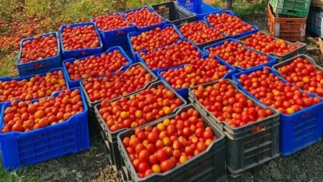 ORMAS Acquires 128 Tonnes of Tomatoes from Five Odisha Districts to Prevent Distress Sales