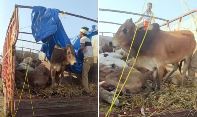 Bajrang Dal Halts Illegal Cattle Transport in Jharsuguda, Resulting in Five Cow Deaths