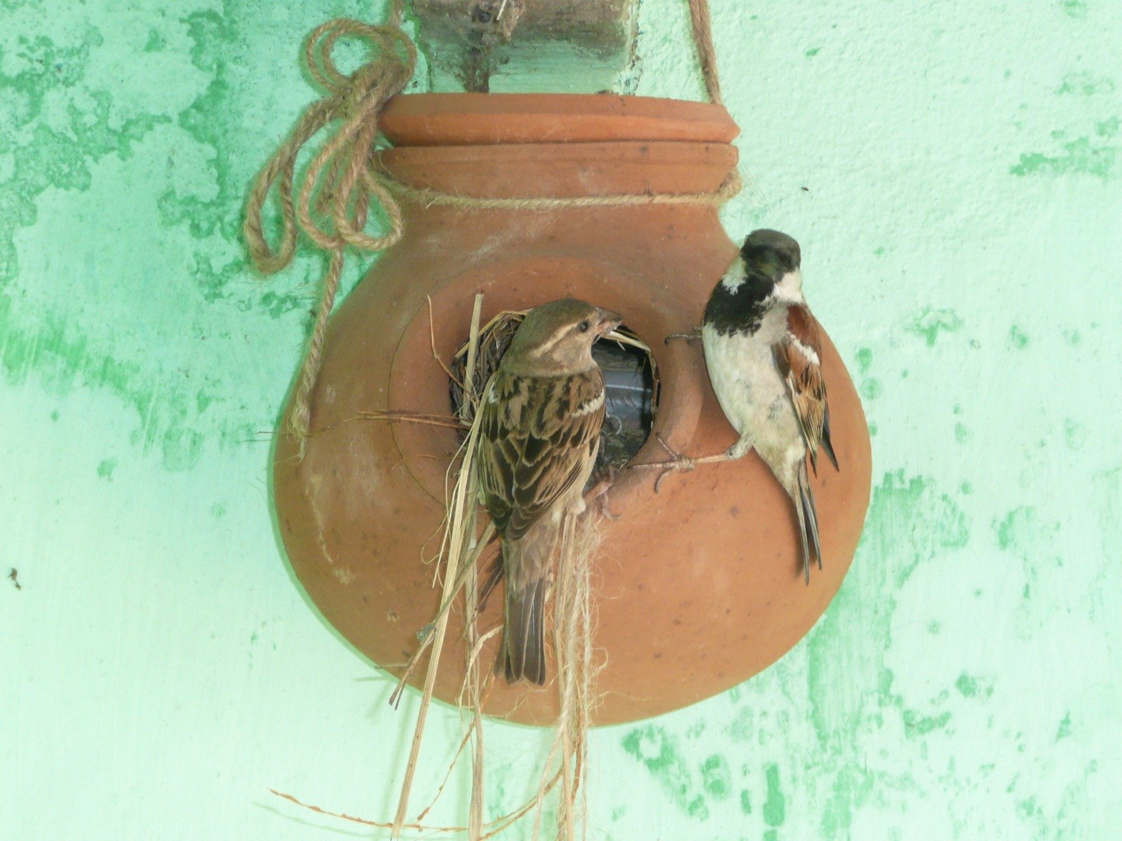 House Sparrow Census 2026: 83,576 Birds Recorded in Odisha