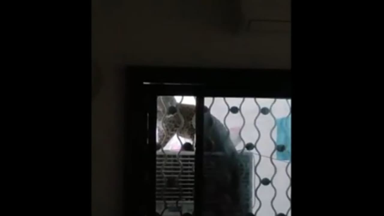 Leopard Cub Rescued from Residential Area in Amravati After Three-Hour Operation